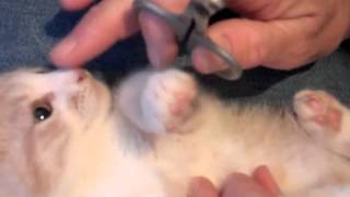 Feral kitten quotGermainequot gets his nails clipped [upl. by Ennirac348]