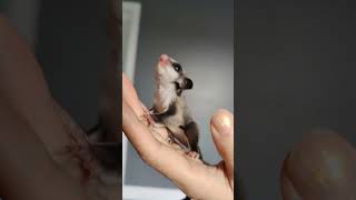 Sugar Glider Baby Exploring My Hand  Oliver The Tat and Company [upl. by Myers]