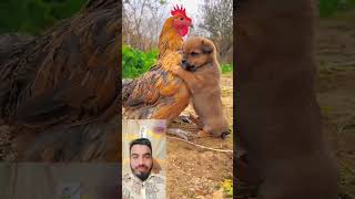 dogwithcock funny comedyvideo chiken dogshorts [upl. by Aken279]