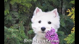 West Highland white terrier westie the dog that brings love [upl. by Tomasine512]