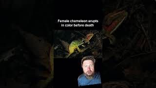 Chameleon Changing Color Before Death Explained [upl. by Einned628]