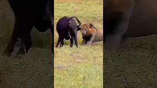 JustDelivered Buffalo Calf Faces HeartStopping Lion Attack [upl. by Yttap]