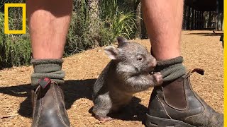 Los vídeos de animales más adorables  National Geographic en Español [upl. by Odrarebe]