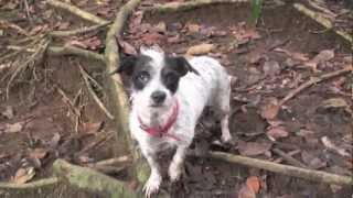 Little Dog Attacked by Crocodile [upl. by Rennie]