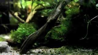 Paludarium dintérieur Wild Amazone Cichlid  Live Planted Aquarium [upl. by Ibob]