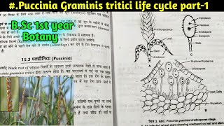 Puccinia Graminis tritici life cycle part1  BSc first year Botany 1st semester  BSc Botany [upl. by Aleuqahs128]