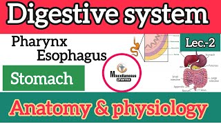 digestive system anatomy and physiology stomach  part2  B pharm 2nd semester [upl. by Caria]