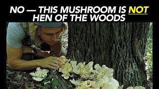 No — This Mushroom Is NOT Hen Of The Woods [upl. by Ide]