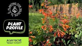 Plant profile  Agastache Navajo Sunsetquot [upl. by Auhsej]