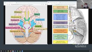 Brain Vasculature and Cranial Nerves [upl. by Anirok]