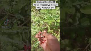 Spiritual Benefits Of Abrus Precatorius Rosary Pea quotObrekuo eniquot [upl. by Nele]