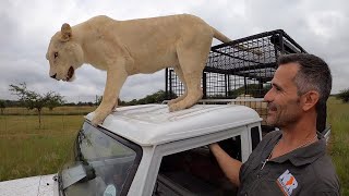 The Power Of A Lions Roar  The Lion Whisperer [upl. by O'Donoghue]