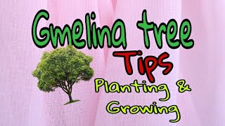 GMELINA TREE PLANTING AND GROWING by Happy Pills TV [upl. by Ekeiram]