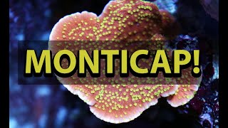 Monticap Coral Care  Montipora Capricornus [upl. by Akemahc]