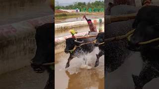 Kambala kambula race trending india sports [upl. by Imat]