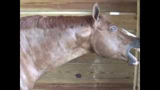 Horse Massage Withers Release Technique using the Masterson Method® [upl. by Dean]