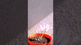 Autumn Crocus Timelapse timelapse plant progress [upl. by Conny]