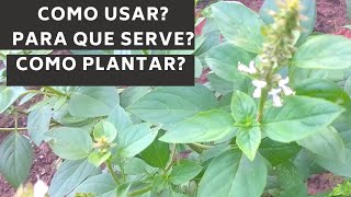 Manjericão Ocimum basilicum usos benefícios e como plantar por estaquias [upl. by Corabel]