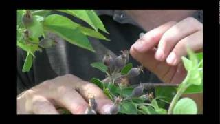 How to Thin Fruit on Apple Trees  Gurneys Video [upl. by Ramaj963]