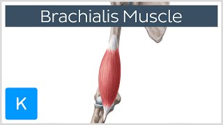 Brachialis Muscle Anatomy Overview  Human Anatomy  Kenhub [upl. by Novart]