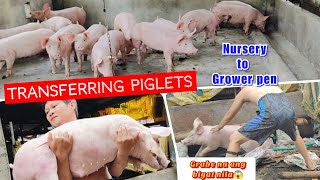 Transferring Piglets from Nursery to Grower Pen l Sobrang bigat na nila klaritafarmFarming [upl. by Avek]