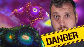 DANGER ZOANTHID CORAL CARE How to Keep This EASY Coral For Beginners [upl. by Hetty]