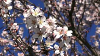 Almond blossom 4k [upl. by Nosle488]