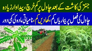 Benefits of Sesbania Cultivation  Jantar Ki Kasht  جنتر کی کاشت [upl. by Sharpe]