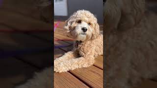 The cavapoo crew I am hound dog cutedog thecavapoocrew [upl. by Millman]