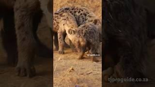 Hyena Cute Babys😍 animals wildlife wildanimals shortsvideo shortsfeed viralvideo [upl. by Lleval]