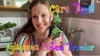 Aglaonema Pictum Tricolor Care Tips [upl. by Kahler448]