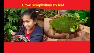 How to Grow Bryophyllum Ranapala by Leaf  Grow Patharchatt  Succulent plant [upl. by Hgeilhsa858]