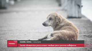 San Salvador de Jujuy fabrica cuchas para perros callejeros y pide ayuda [upl. by Addis]