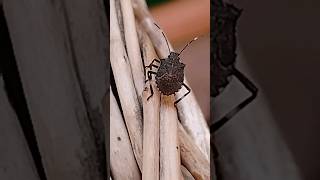 Longlegged tiny tick stink bug [upl. by Idnak]