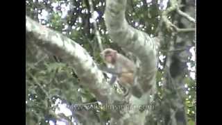 Leaf Monkey Presbytis pileatus at Kaziranga National Park [upl. by Dewey]