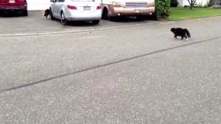 Epic Cat chases Dog Warning Lots of hysterical laughter [upl. by Atsocal]