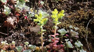 Broadleaf StonecropFlower Buds [upl. by Farrell]