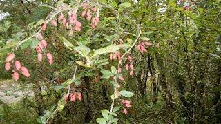 Gewöhnliche Berberitze essbar Nur die Beeren [upl. by Yreffej]