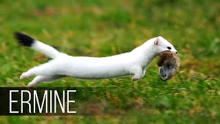 ERMINE in Action The cunning friend of the marten who hares rabbits and squirrels [upl. by Drake776]