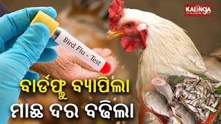 Bird flu scare pushes up demand for mutton and fish prices go up  Kalinga TV [upl. by Hughmanick]