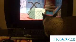 Siamese cat watches “we are Siamese” scene from Lady and the Tramp [upl. by Fugere917]