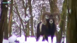 Mouflon hunting in Czech republic [upl. by Hands560]