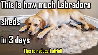 How to Reduce Dog Hairfall  Best Way to Control Dog Shedding at Home [upl. by Kellen]