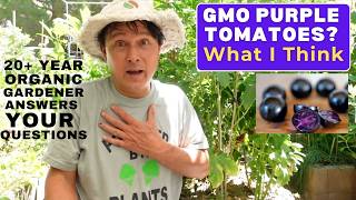 GMO Purple Tomatoes Answering Your Organic Gardening Questions [upl. by Reitman]