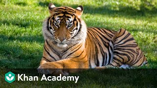 Intro to life processes  Life processes  Biology  Khan Academy [upl. by Accebber]