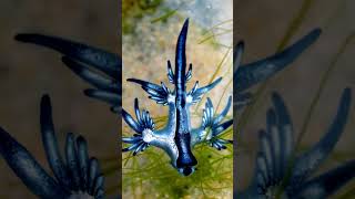 GLAUCUS ATLANTICUS  The Blue Dragon [upl. by Eleanore419]