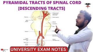 Descending Tracts of Spinal Cord  Pyramidal Tracts CNS Physiology [upl. by Firooc]