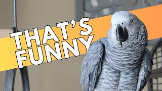 Our African Grey Reacts to Bird Jokes [upl. by Nosac]