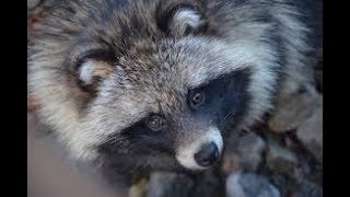 This Is Actually a Dog Its a Raccoon Dog [upl. by Yehsa]