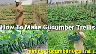 Bamboo Trellis For Cucumber  How To Make Easy Cucumber TrellisHow To Train Cucumber Upto Trellis [upl. by Esilrac]